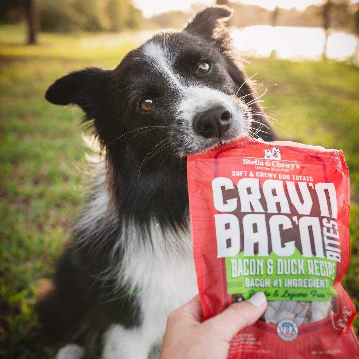 Bacon Dog Treats V889