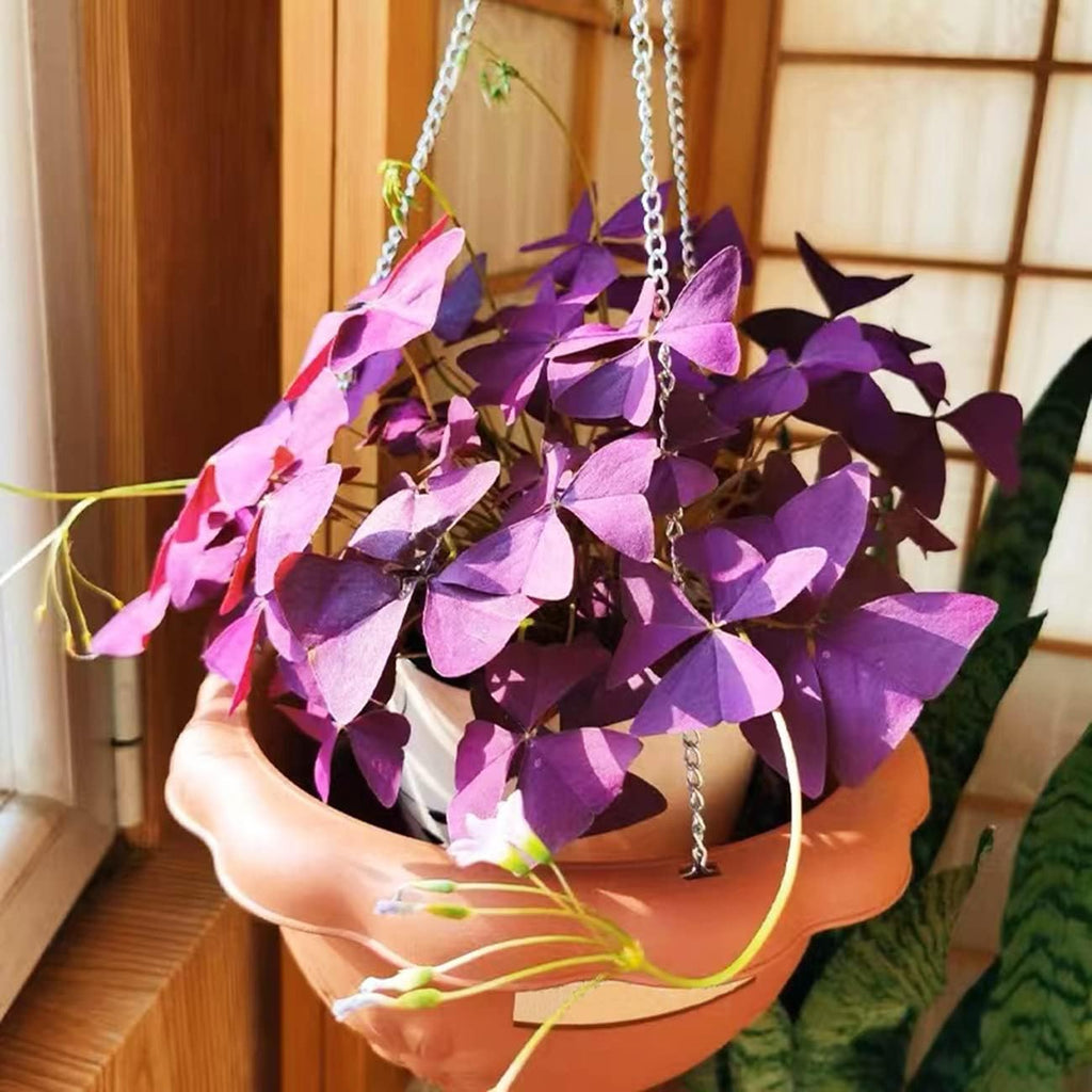 Purple Shamrocks Oxalis Triangularis Flower Bulbs H82944