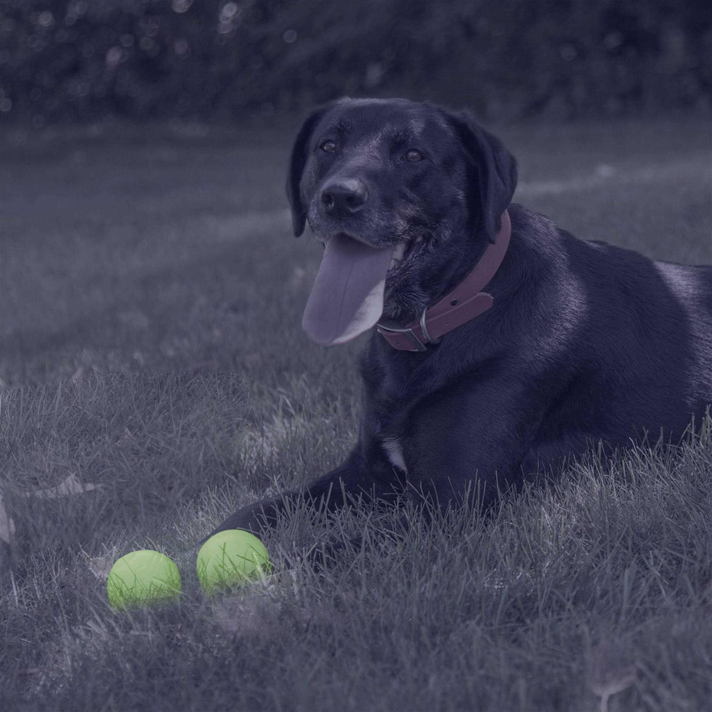 Glow Ball Dog Toys X407400