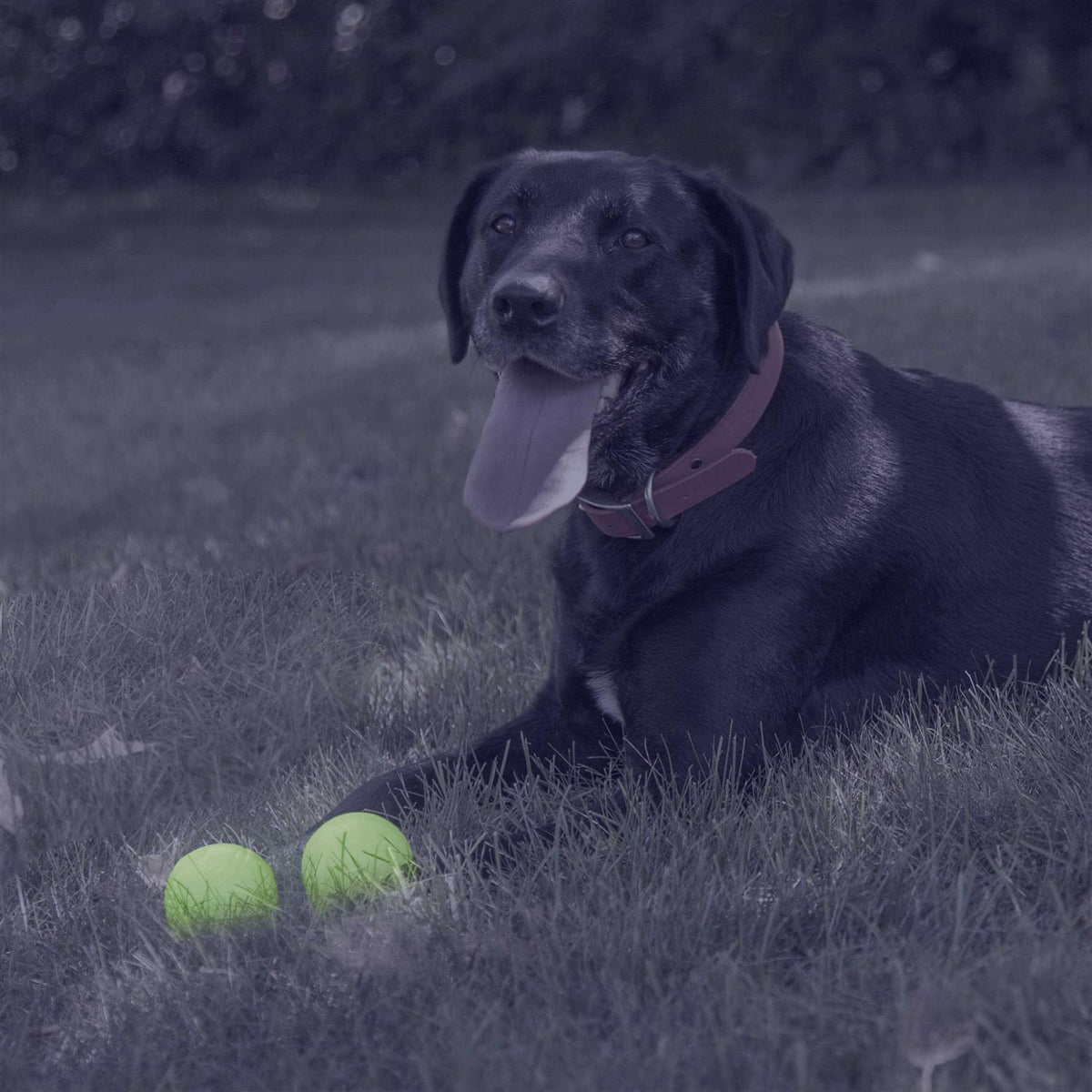 Glow Ball Dog Toys X407400