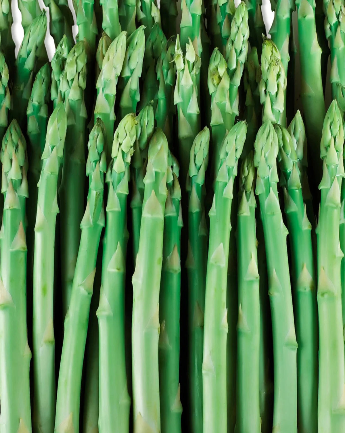 10 root divisions Asparagus Crowns T85983
