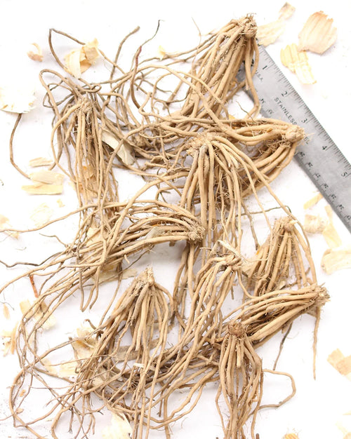 10 root divisions Asparagus Crowns T85983