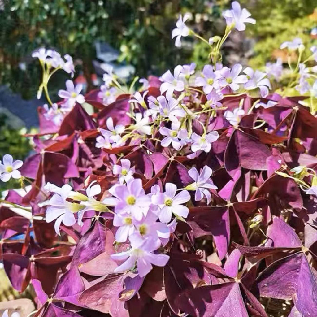 Purple Shamrocks Oxalis Triangularis Flower Bulbs H82944
