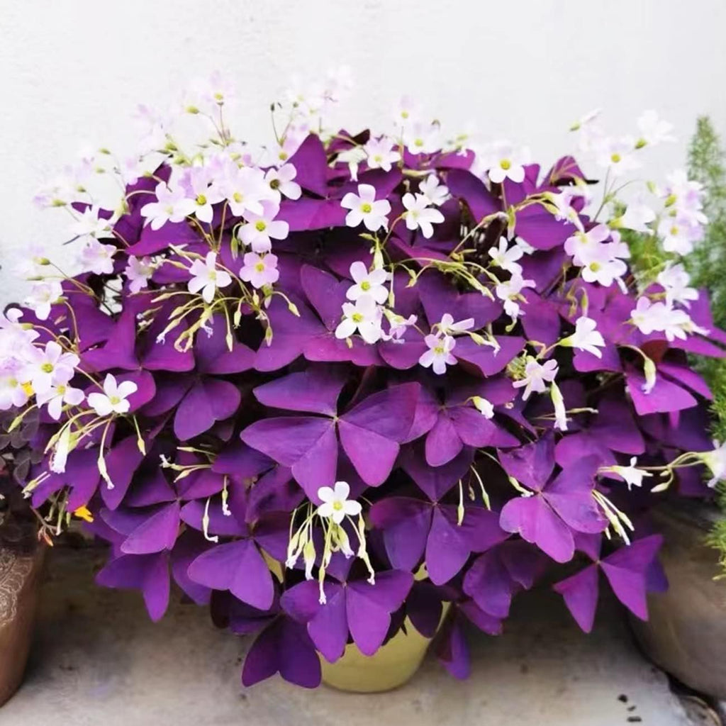 Purple Shamrocks Oxalis Triangularis Flower Bulbs H82944