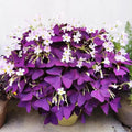 Purple Shamrocks Oxalis Triangularis Flower Bulbs H82944