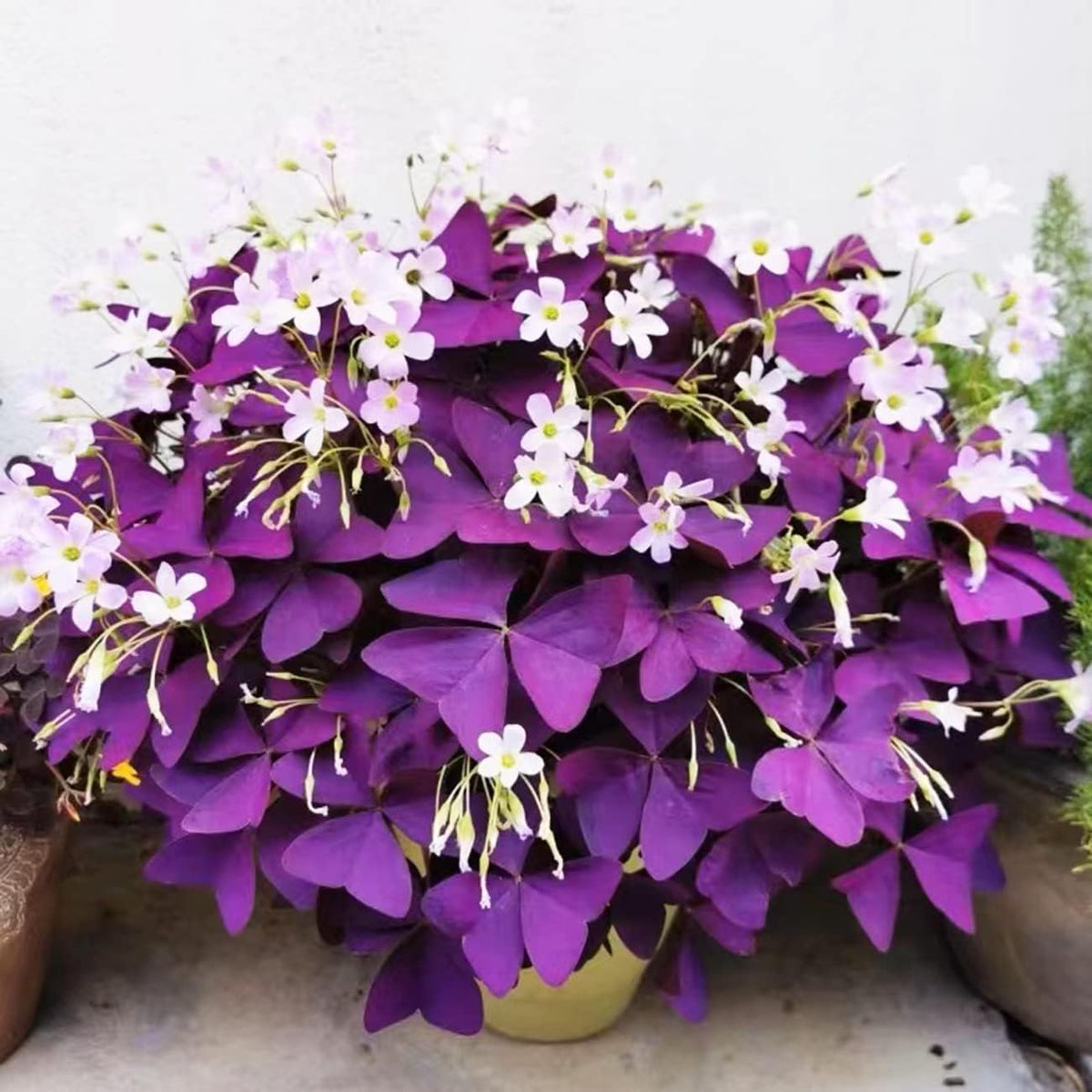 Purple Shamrocks Oxalis Triangularis Flower Bulbs H82944