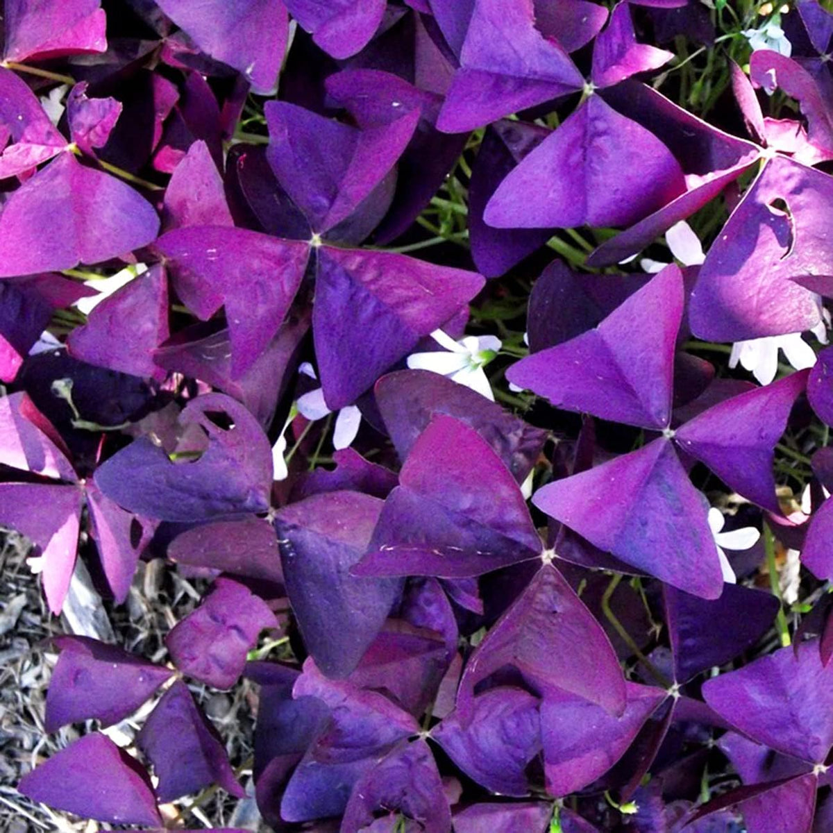Purple Shamrocks Oxalis Triangularis Flower Bulbs H82944