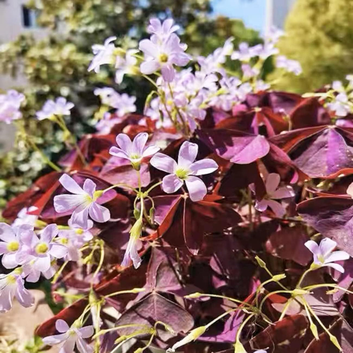 Purple Shamrocks Oxalis Triangularis Flower Bulbs H82944