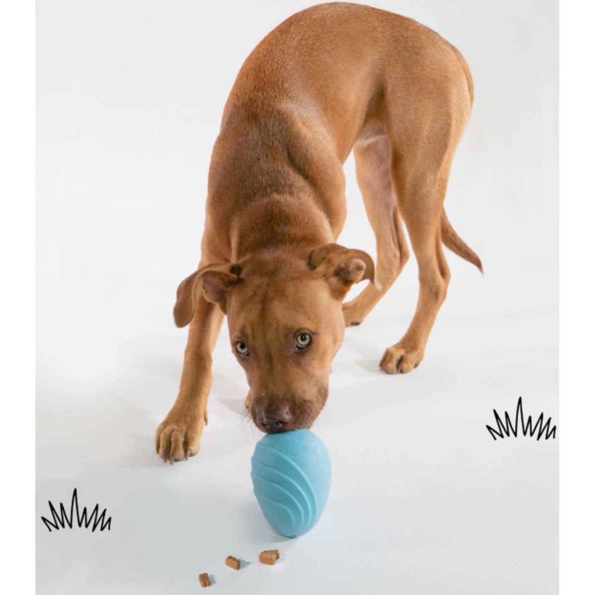Dog Toy O31267