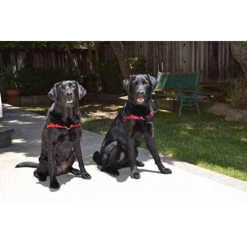 No Pull Dog Harness O27568