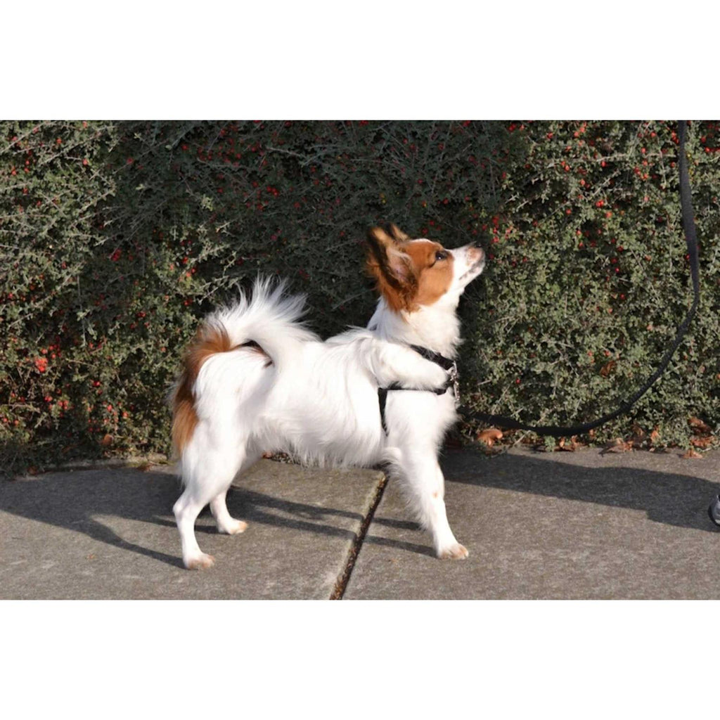 No Pull Dog Harness O27568