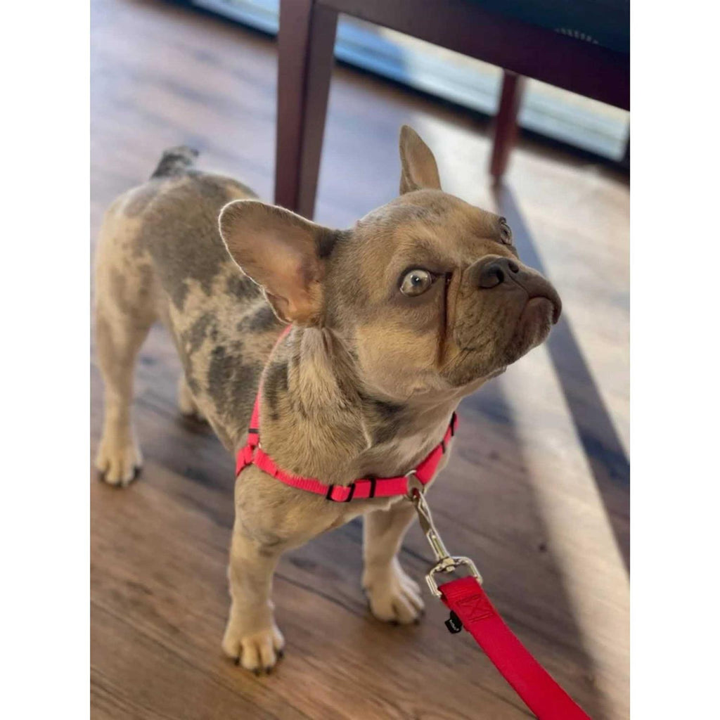 No Pull Dog Harness O27568