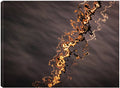 32x24 Fine Art Canvas X70231