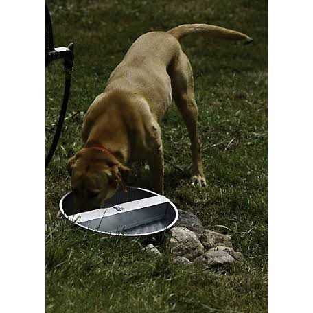 Galvanized Pet Bowl L572755