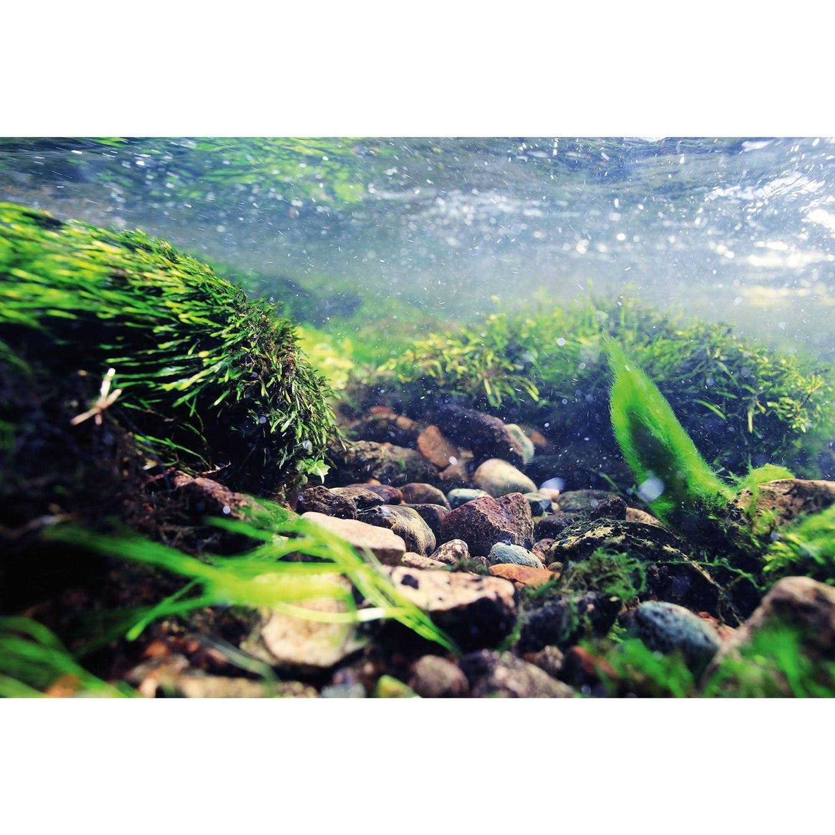 Reversible Aquarium Background A24574