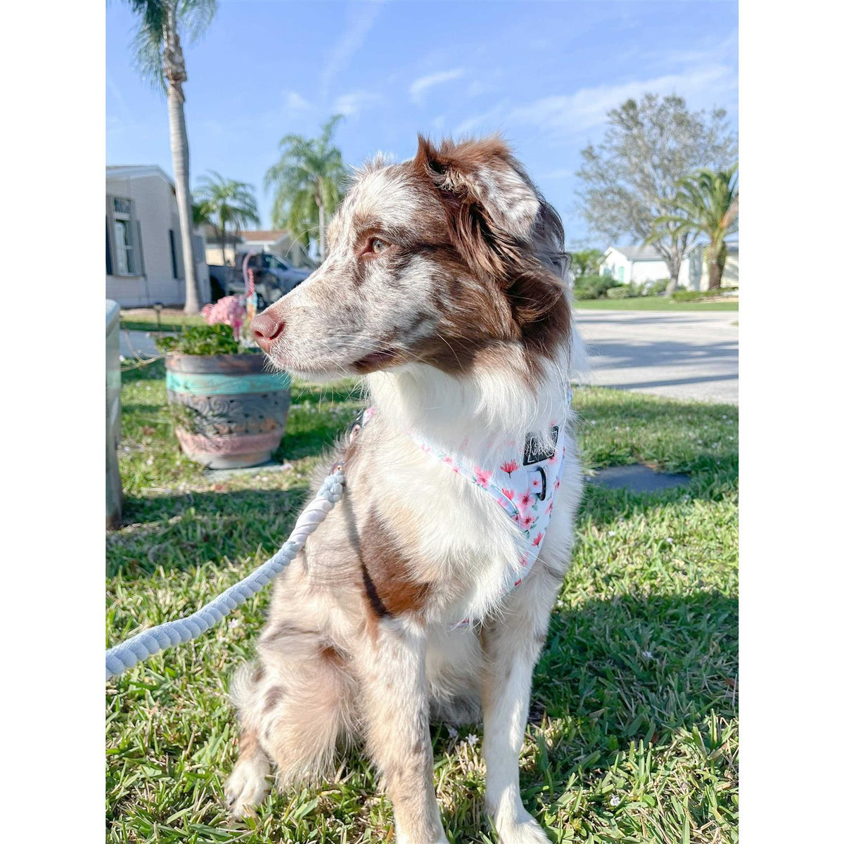 Dog Rope Leash A95963